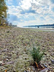 Small Grass Patch Near Riverbank
