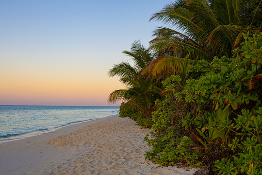 Sunrise at white sand beach with trees in Thoddoo island, Maldives