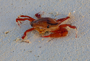 Close-up view on red crab on white sand beach in Thoddoo island, Maldives
