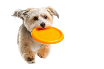 Active Pet Catching Frisbee Toy isolated on transparent background