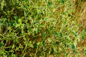 green grass in the forest