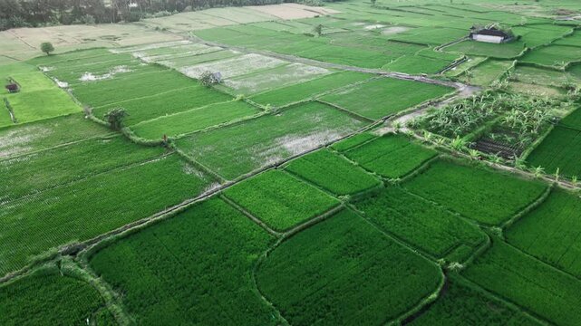 Balines rice fields