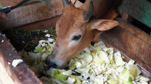 Cows and other livestock eat in the cowshed.