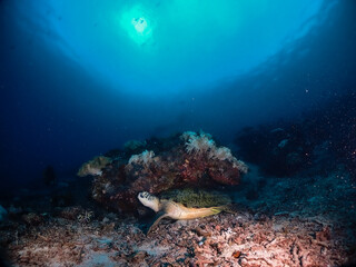 Underwater coral reef and wildlife with sea turtles