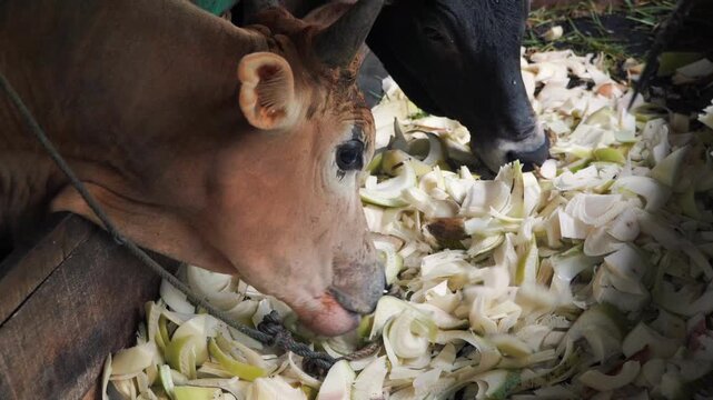 Cows and other livestock eat in the cowshed.