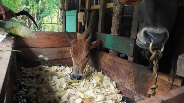 Cows and other livestock eat in the cowshed.