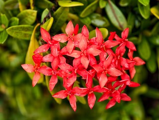 Bright red Ixora flowers in natural light, showcasing fresh petals, vibrant colour, and tropical garden details.