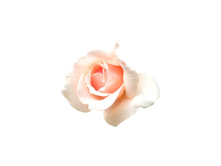 A soft pink rose in full bloom, fading to white at the edges, stands alone on a white background. Elegant, minimal, and romantic.