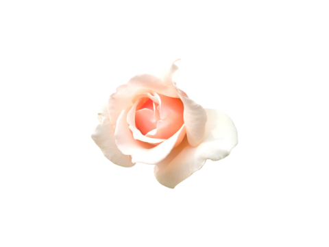 A soft pink rose in full bloom, fading to white at the edges, stands alone on a white background. Elegant, minimal, and romantic.