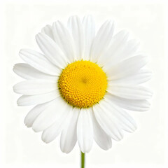 A single daisy flower