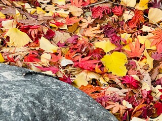 autumn leaves on the ground