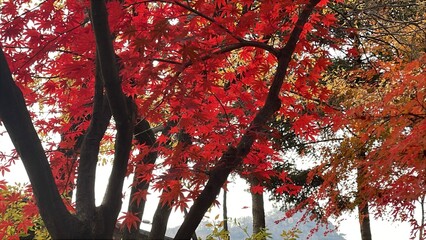 red maple leaves