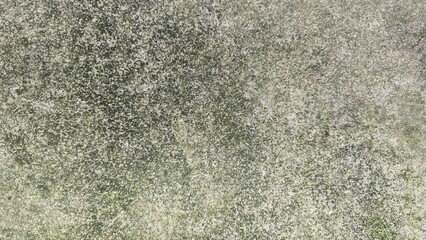 Fototapeta premium Close-up of an old concrete surface covered in green moss and mold stains. Ideal as a grunge background or illustration of moisture problems and fungi.