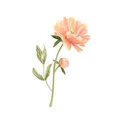 Obraz premium Delicate peony bud with stem in soft peach tones watercolor illustration isolated on white. Hand-painted with high detail, perfect for wedding invitations, branding, packaging, fabric design cards.