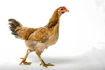 White domestic farm animal chicken or hen standing on an isolated white background