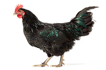 Elegant Hen in Profile: A close-up profile captures a hen's captivating presence, displaying rich black plumage, a distinctive red comb, and sharp eye.
