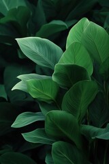 Obraz premium Lush green tropical foliage with vibrant leaves and rich texture