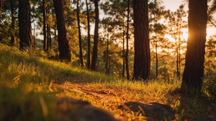 Sunlit forest path through tall pine trees at golden hour, warm light glowing on grass and dirt trail. Concept Sunlit Forest Path, Golden Hour Light, Pine Trees Aglow, Grass and Dirt Trail