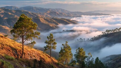Sunrise over rolling mountains with a fog-filled valley and scattered pine trees. Concept Sunrise Ridge, Foggy Valley, Pine Forest, Rolling Mountains, Golden Hour