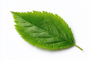 Obraz premium Close-up of a fruit-tree leaf showing vein network on a white backdrop