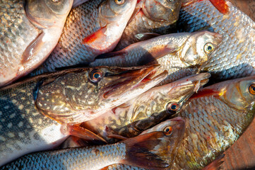 Lots of different fish caught in the boat. Fishing on the river in a boat, a big catch of fishermen. Fishing with spinning and nets, a male hobby. Commercial fishing.