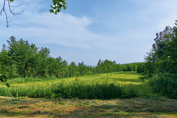 Fototapeta premium Meadow field trees sky grass landscape in a green summer scene with sunlit pasture, rolling hills, wildflowers and forest edge for a peaceful outdoor nature view.