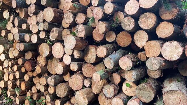 TRONCOS CORTADOS DE PODA DE ARBOLES EN BOSQUE