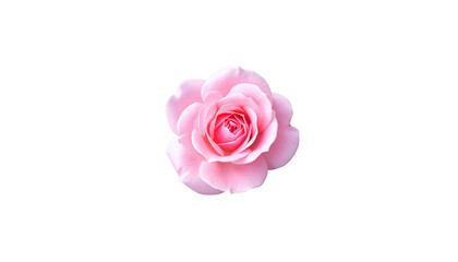 Single pink rose, symbol of love and romance, isolated on white background