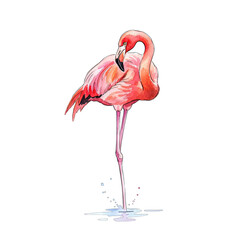 Vibrant Pink Flamingo Standing on One Leg with Water Splashes in Studio Lighting Against a Black Background
