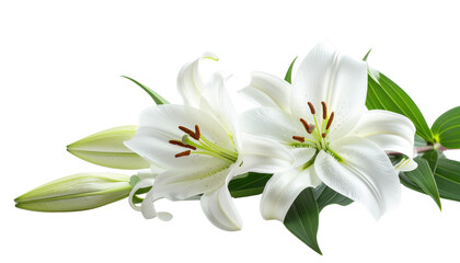 Fototapeta premium Close-up of a beautiful bouquet of white lilies of the valley on a white background