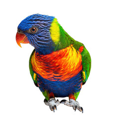 Vibrant Rainbow Lorikeet Parrot with Intricate Feather Detail Isolated on Transparent Background Offering a Splash of Color and Tropical Appeal