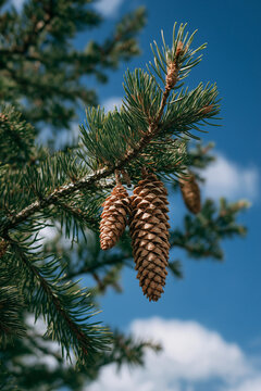 AI generator image of Pine cone, View of lush pine forest with pine cones, branches and cones of a spruce, an evergreen tree in the genus Picea. The plant in the picture may be a Siberian spruce 