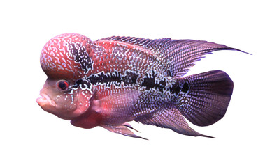 Flowerhorn Cichlid Fish Isolated on White Background