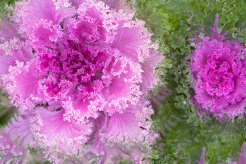 The photograph captures an extreme close-up view of a single head of ornamental kale, also known as flowering cabbage (Brassica oleracea).