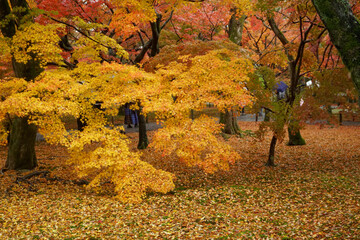 東福寺の紅葉
