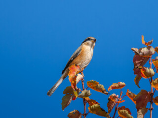 枝にとまるモズ