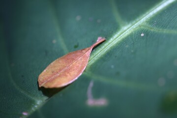 Small Brown Fallen Leaf Resting on Large Green Foliage