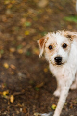 Portrait of a small white dog looking up at the camera