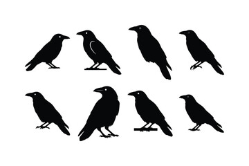 Obraz premium Crow Solid Silhouette Vector Set