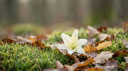Close-up of forest floor with dew-covered moss, dry leaves, and a blooming white lily