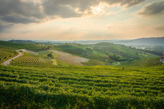 Fototapeta Sunset Over Rolling Vineyards of Langhe near Barbaresco and Neive, Italy