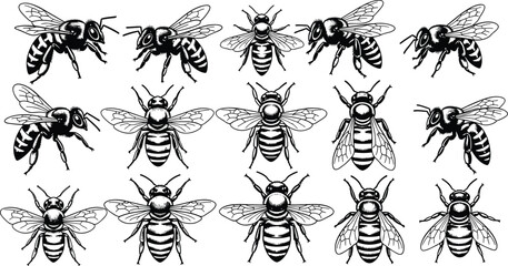 Collection of black and white line art illustrations of honey bees in various poses and perspectives