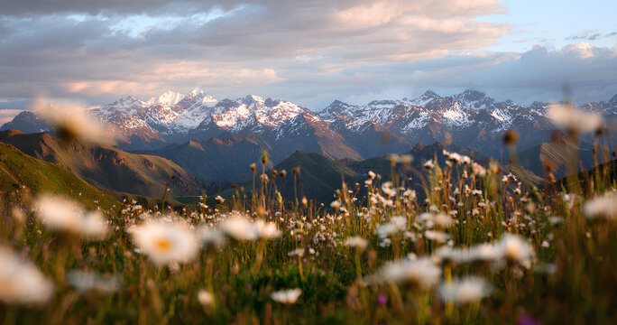 Snowy Mountain Range Panorama Over Grassy Field Wildflowers Under Cloudy Sky Scenic Landscape