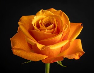 Vibrant orange rose in full bloom against a dark background, showcasing intricate petals and rich color.