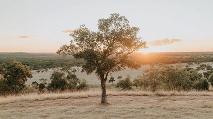 Obraz premium Scenic vista of a lone tree at sunset over a countryside landscape.