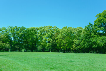 緑の公園
