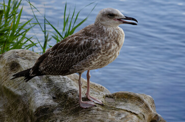 A seagull perched on a stone by the water