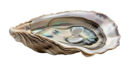 Open Sea Shell with Intricate Nacre and Shiny Inner Surface