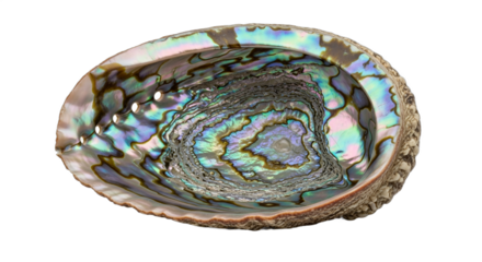 Vibrant Abalone Shell with Iridescent Mother-of-Pearl Texture