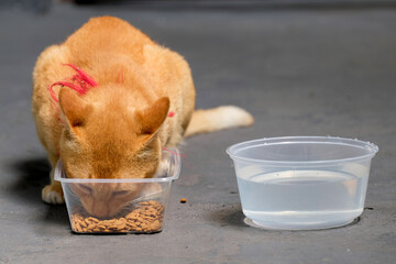 The orange cat is eating outside the house